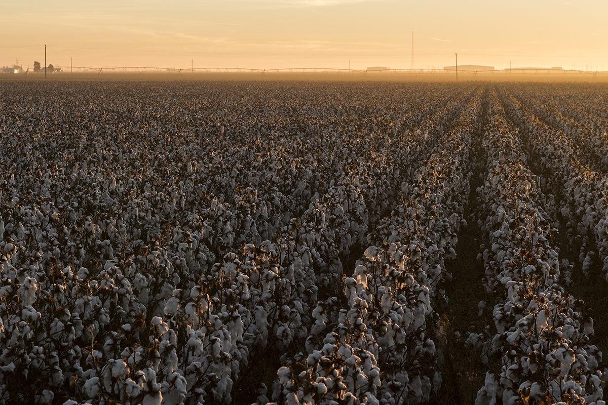 With economic stability weighing heavily on their minds, for farmers in a changing landscape economic and environmental sustainability often go hand in hand. Patrick Middlebrook, to whom this field belongs, uses cover crops in unique ways to reduce, if not eliminate, the chemicals he sprays on his crop.